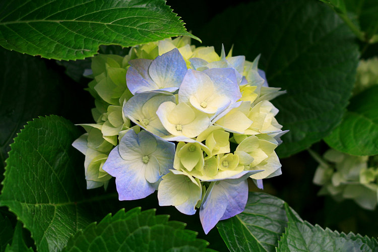 Hydrangeas_THUMB.jpg