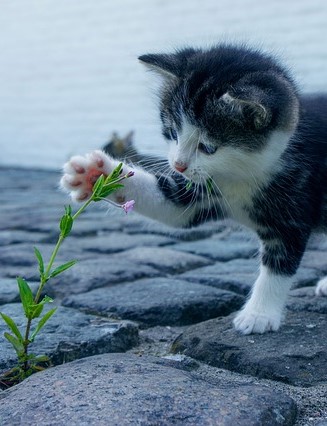 kissanpentu koskettaa kukkaa