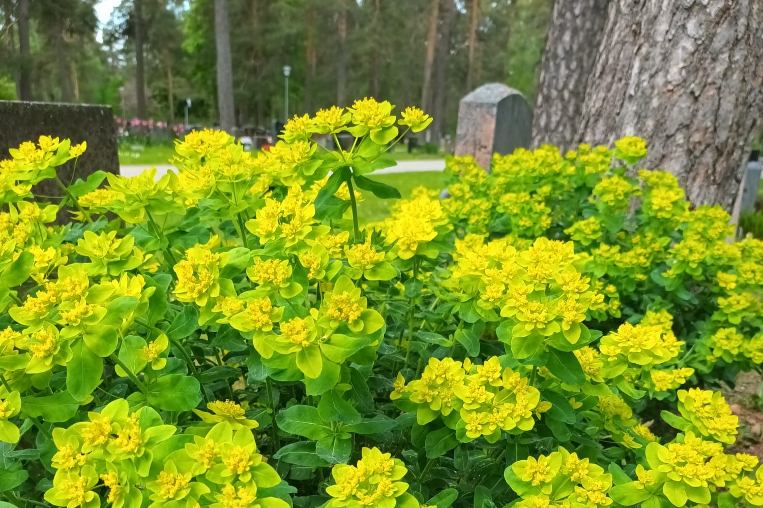Kultatyräkkejä hautausmaalla.