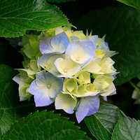 Hydrangeas_THUMB.jpg