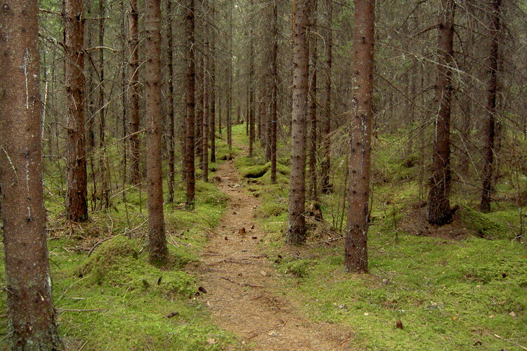 Hiljaisuuden polku