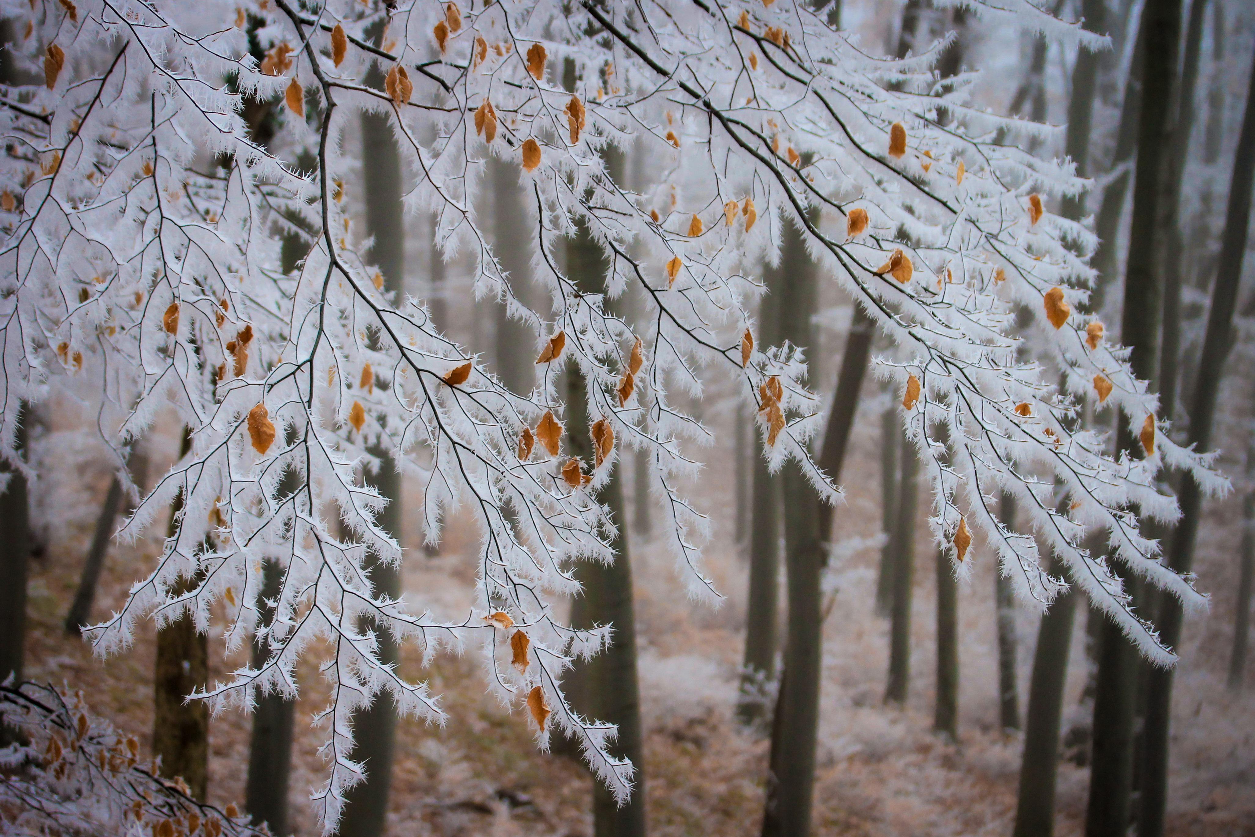 frosty tree