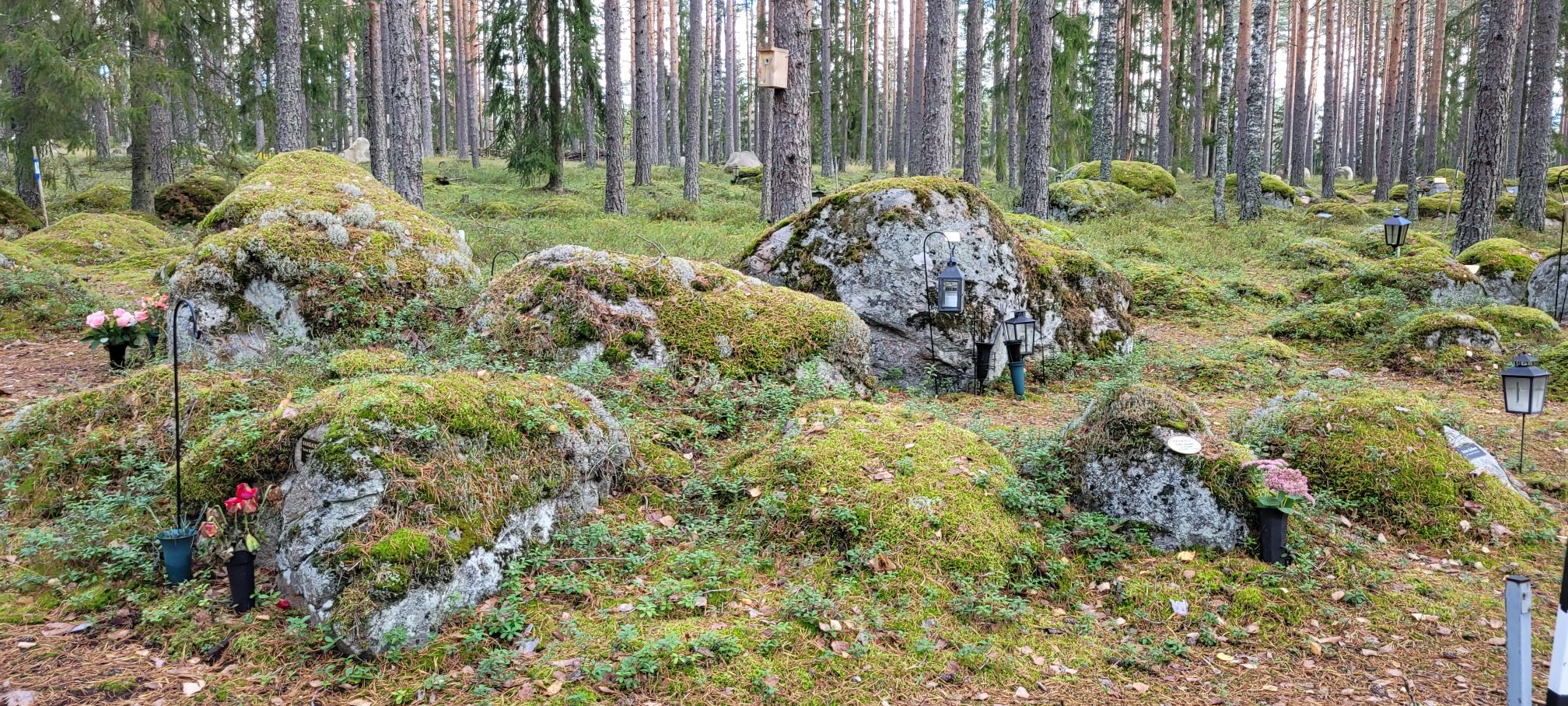 Mäntymetsässä luonnonkivien juurella tuhkahautoja.