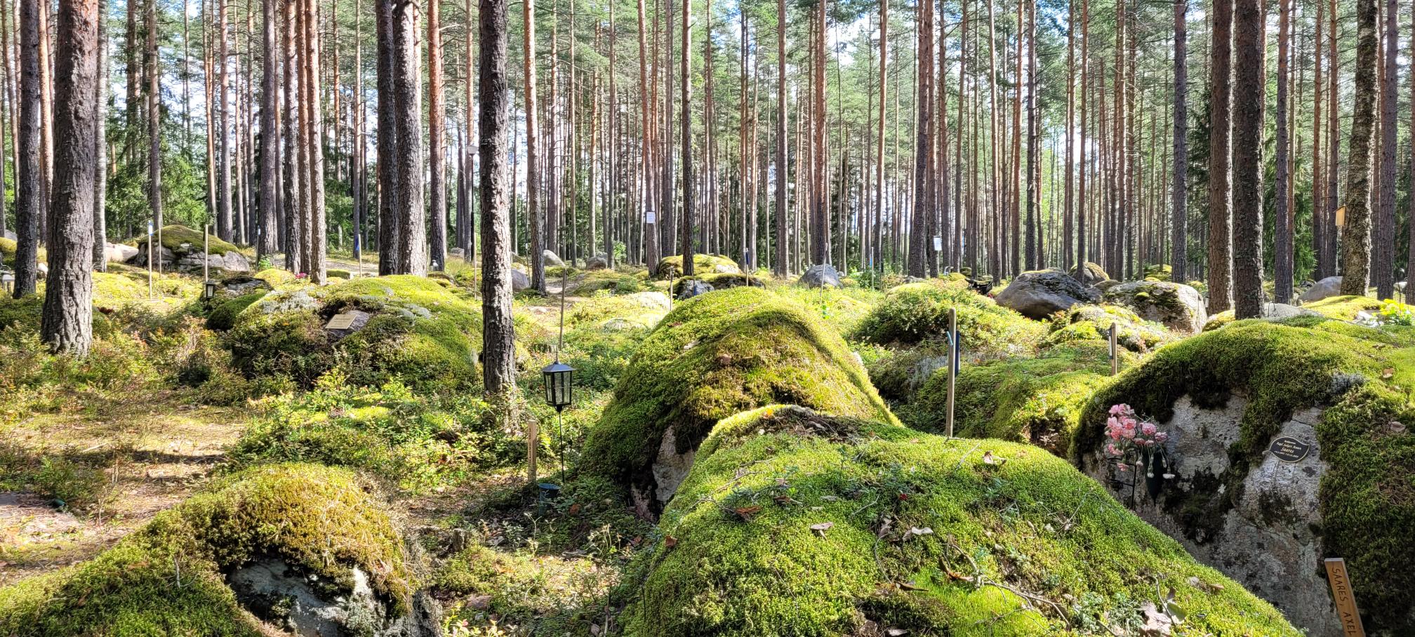 Sammaleisia isoja kiviä mäntymetsässä.